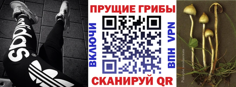 даркнет формула  Катайск  Псилоцибиновые грибы GOLDEN TEACHER 
